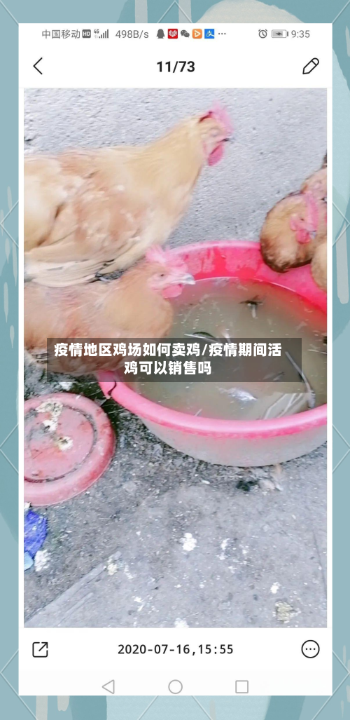 疫情地区鸡场如何卖鸡/疫情期间活鸡可以销售吗