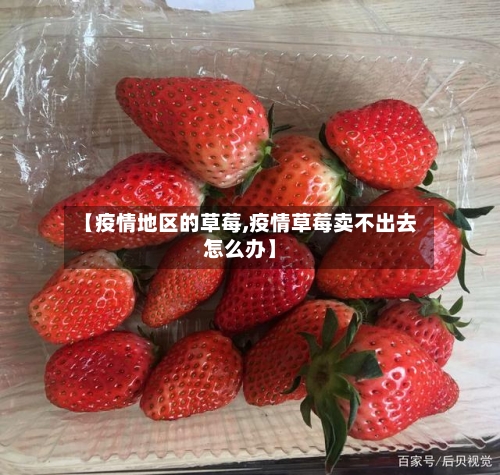 【疫情地区的草莓,疫情草莓卖不出去怎么办】-第2张图片